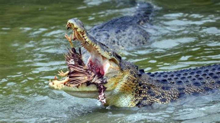 Do crocs eat other crocs?