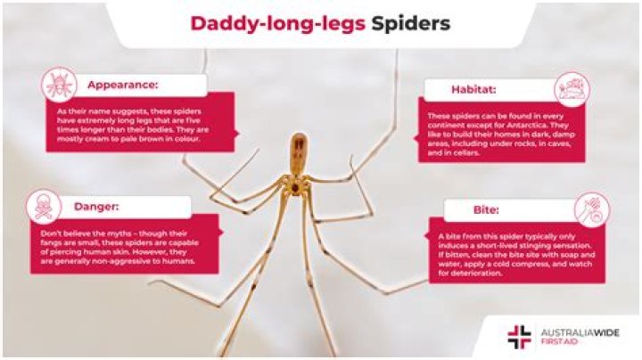 Do Daddy Long Legs eat mosquitoes?