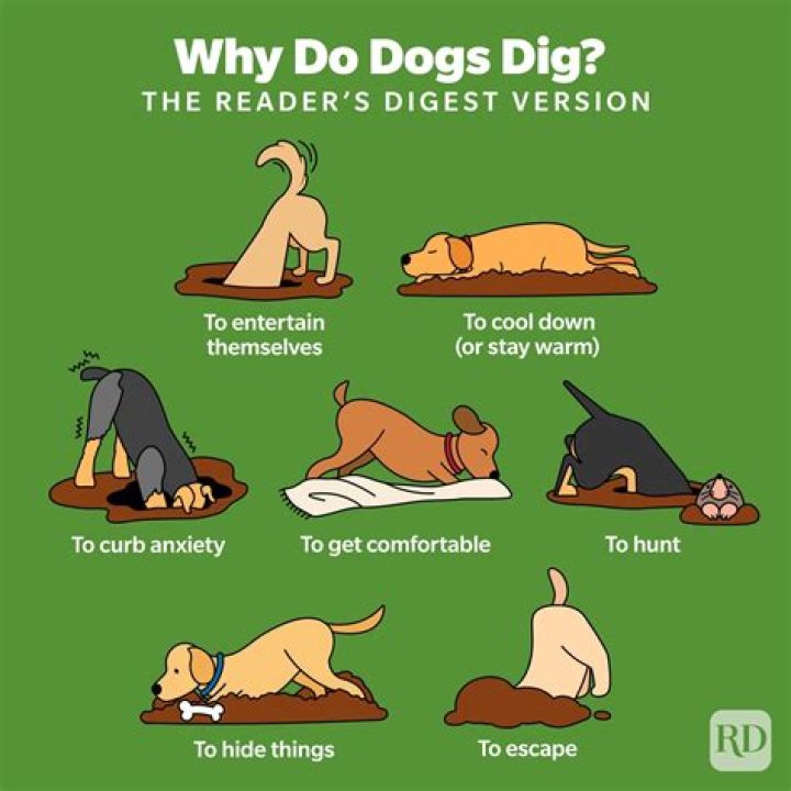 Do dogs dig when they are dying?