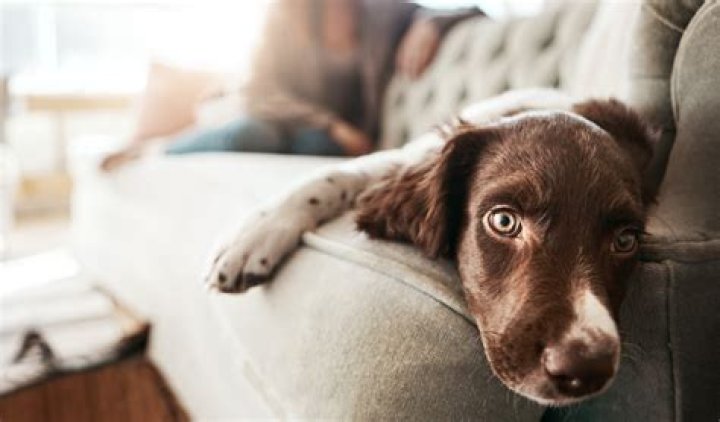 Do dogs get bored being home all day?