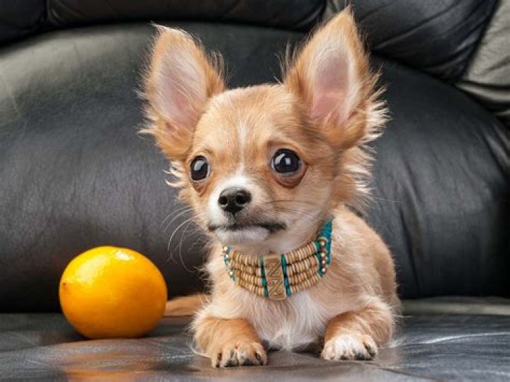 Do dogs hate citrus?