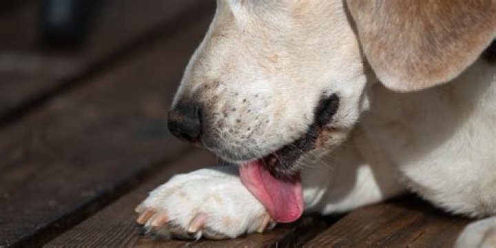 Do dogs lick when hurt?