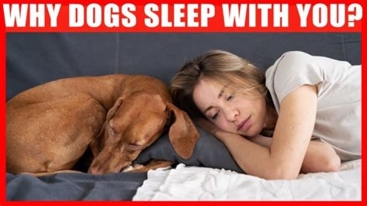 Do dogs like when you pet them while they sleep?