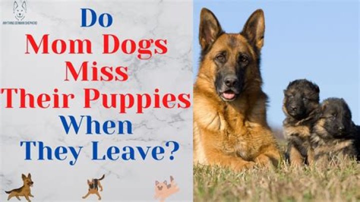 Do dogs miss their puppies?