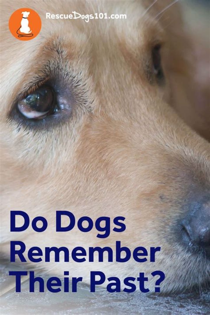 Do dogs remember past owners?