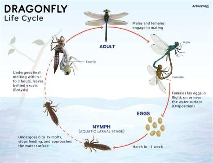 Do dragonflies have 8 eyes?