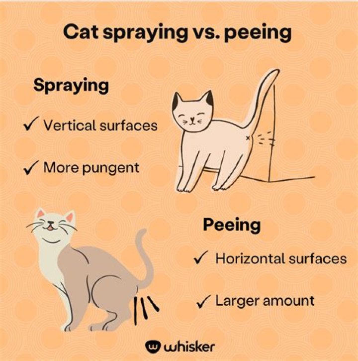 Do female cats spray smell?