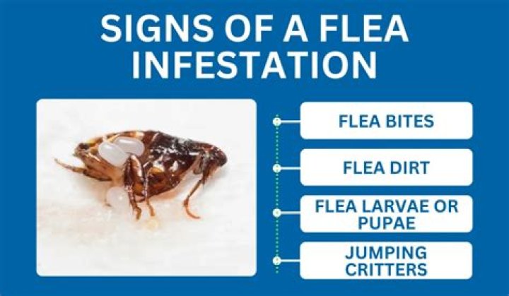 Do fleas live on furniture?