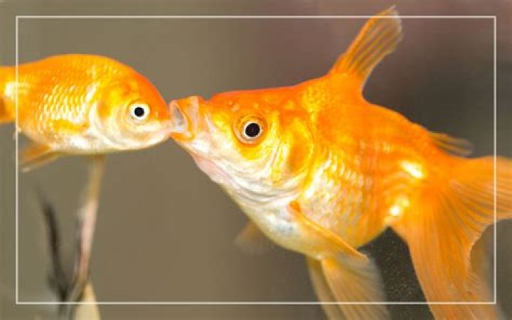 Do goldfish eat each other?