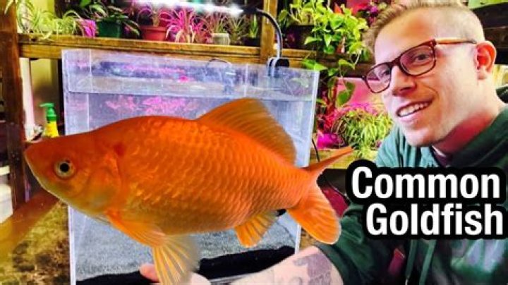 Do goldfish like music?