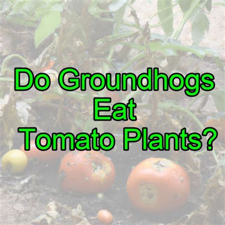 Do groundhogs eat tomato plants?