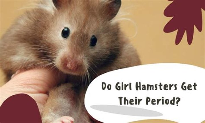 Do hamsters get their period?