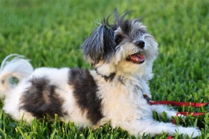 Do Havanese dogs shed?