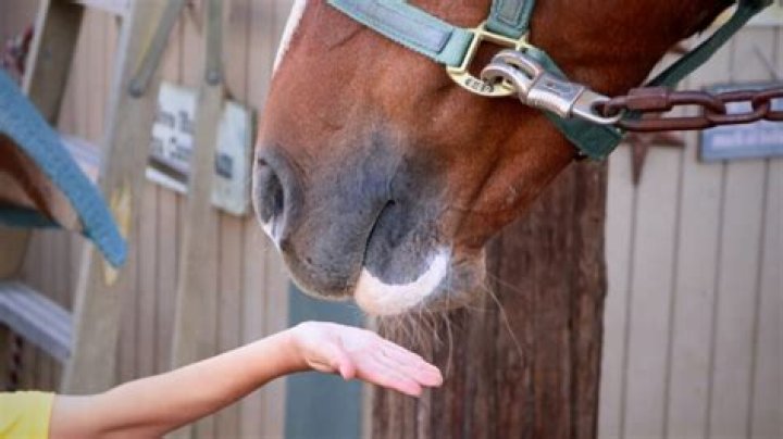 Do horses bite off fingers?
