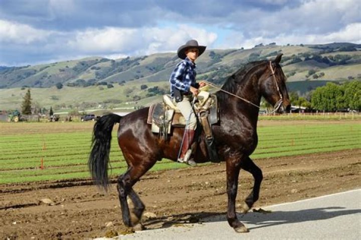 Do horses like being raced?