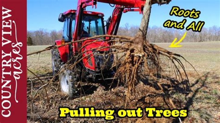 Do horses pull grass out by the roots?