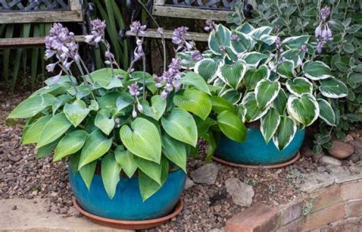 Do hostas do well in pots?