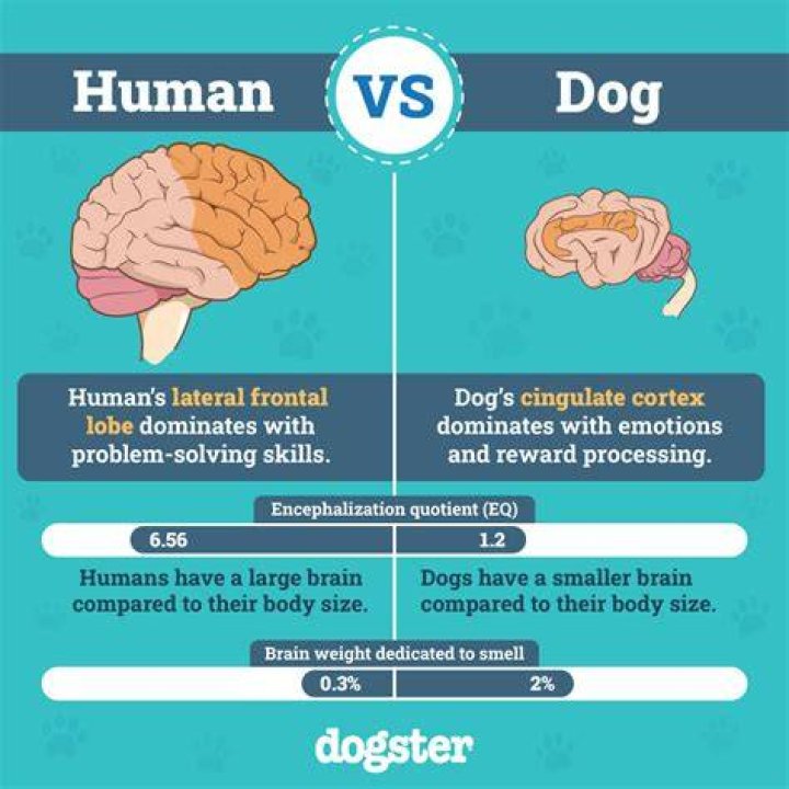 Do humans have 3 brains?