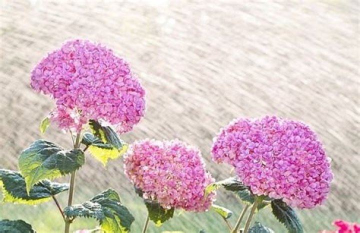 Do hydrangeas need a lot of water?