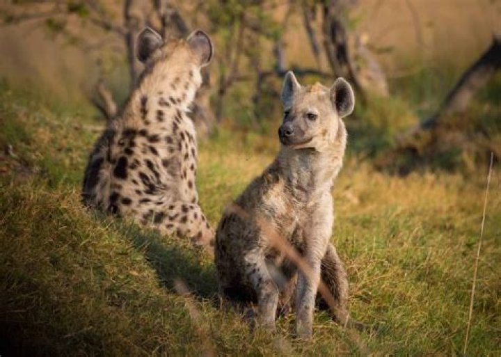 Do hyenas communicate?