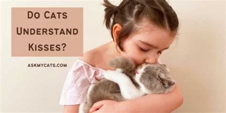 Do infants understand kisses?