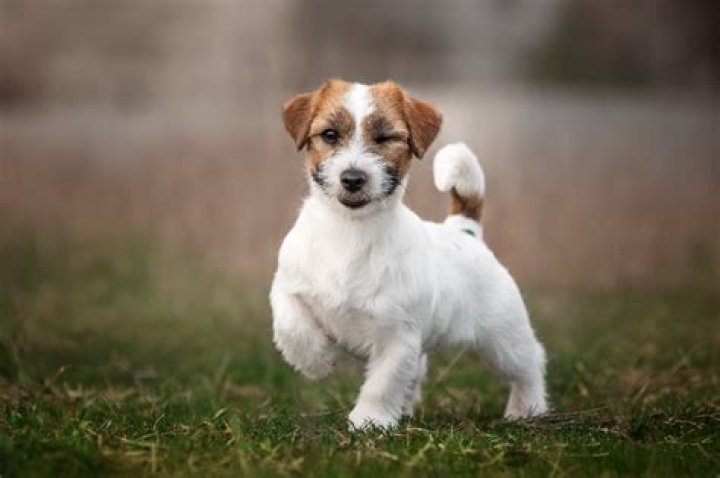 Do Jack Russell Terriers shed?