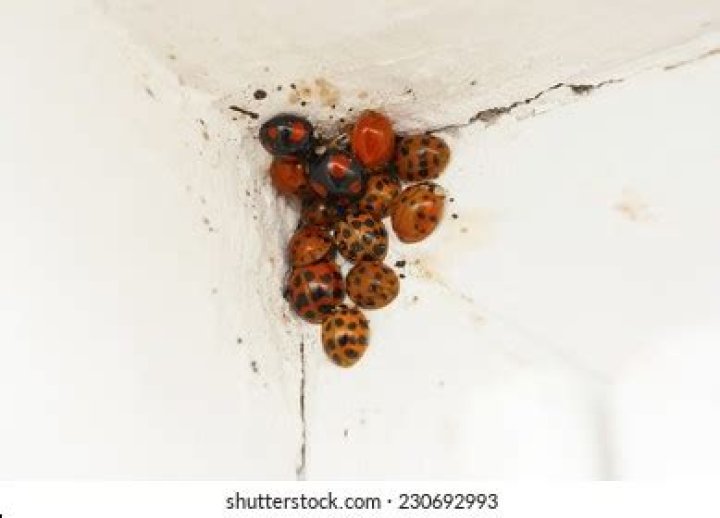 Do ladybugs sleep?
