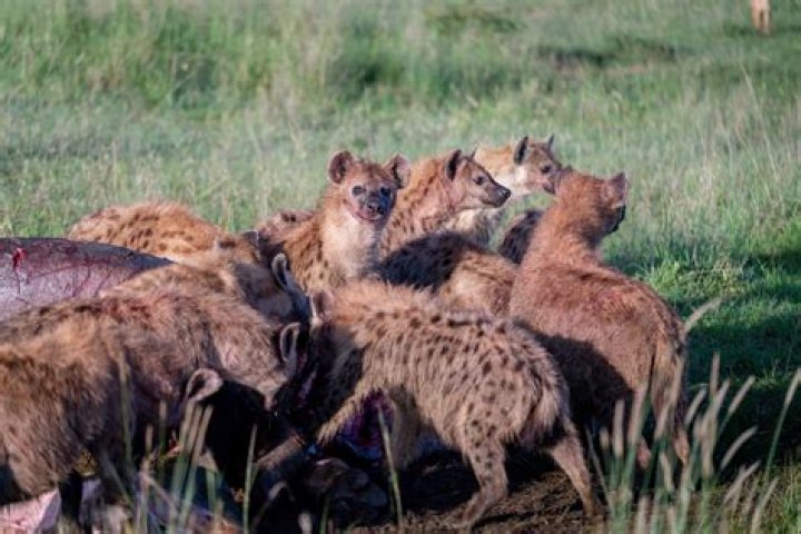 Do lions and hyenas get along?