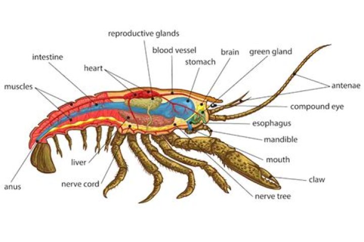 Do lobsters have balls?