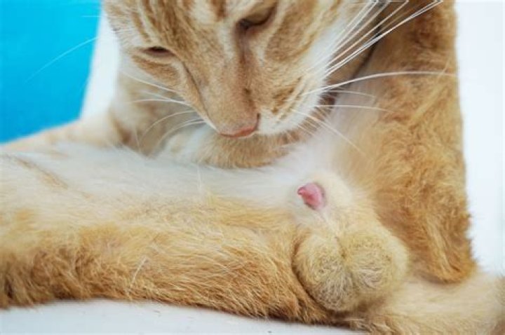 Do male cats have spikes on their willies?