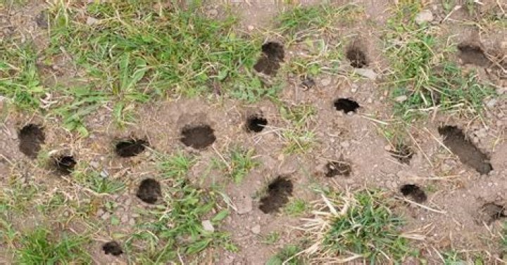 Do mice dig holes in yard?