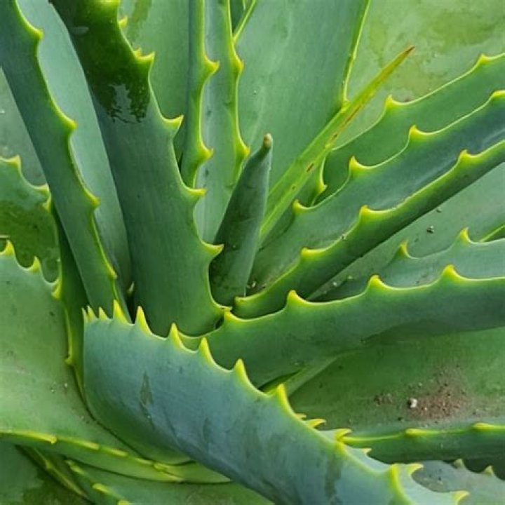 Do mosquitoes hate aloe vera?