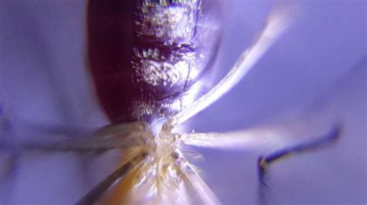 Do mosquitoes have a heart?