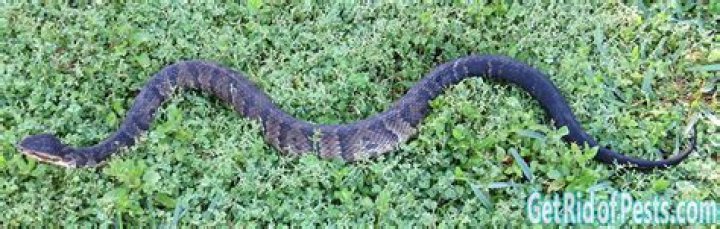 Do mothballs deter snakes?
