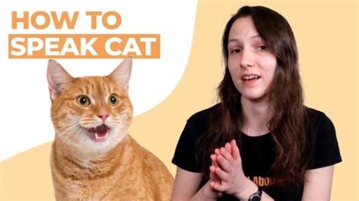 Do orange cats talk more?