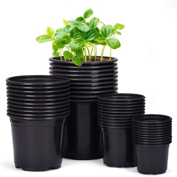 Do palms like small pots?