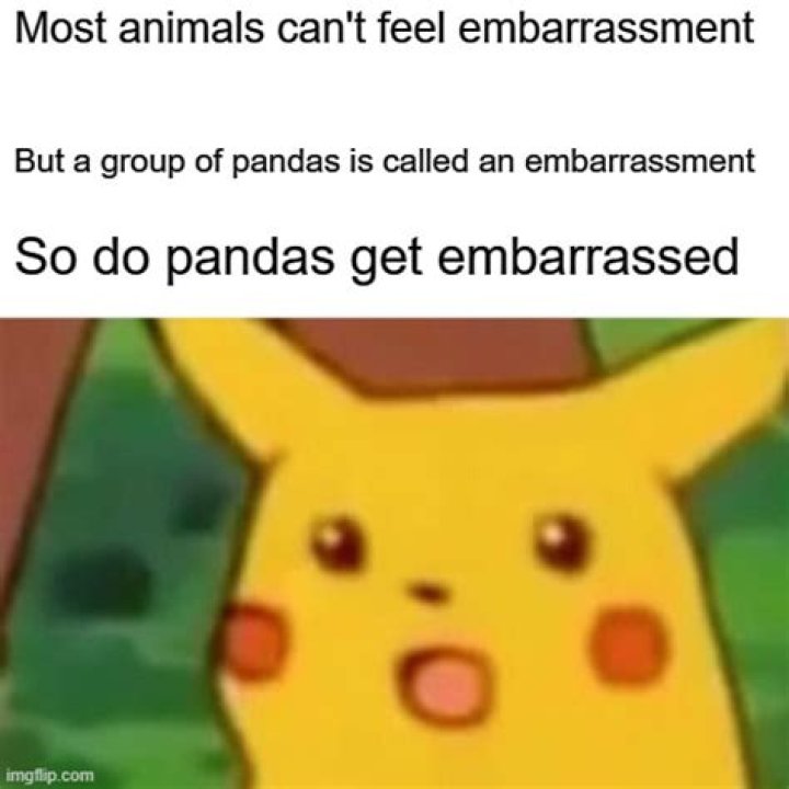 Do pandas get embarrassed?