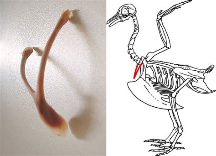 Do people have wishbones in their body?