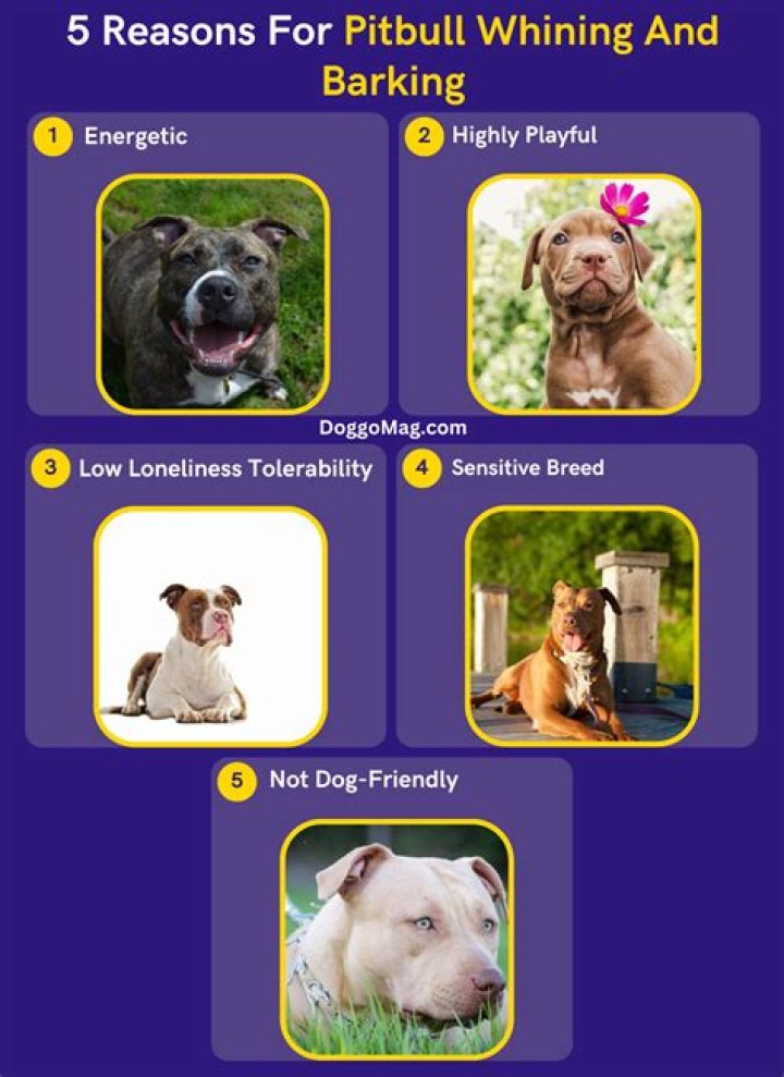 Do pit bulls bark a lot?