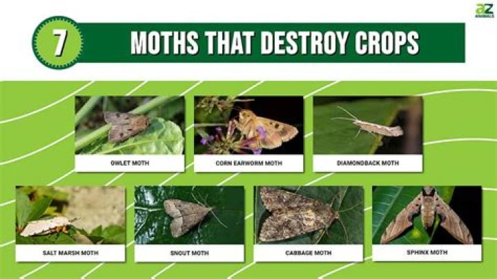 Do rats destroy gardens?