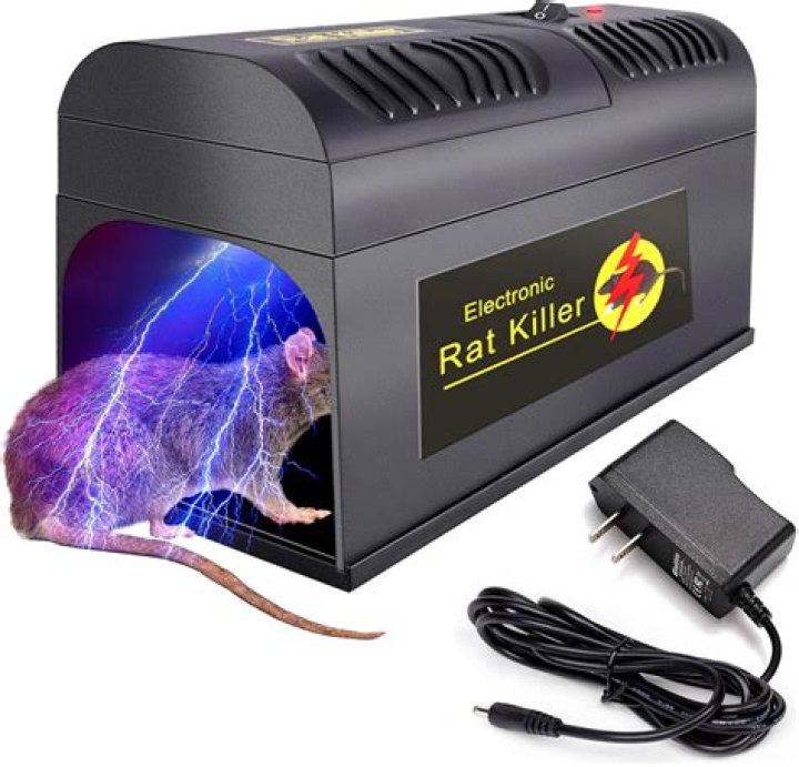 Do rats like dark or light?