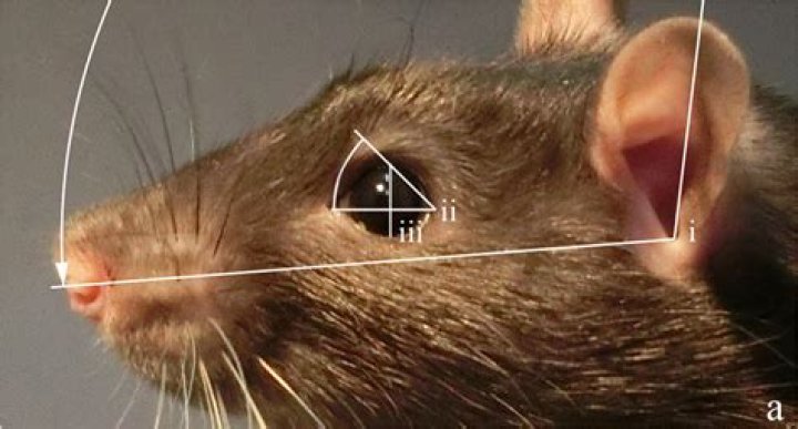 Do rats smile?
