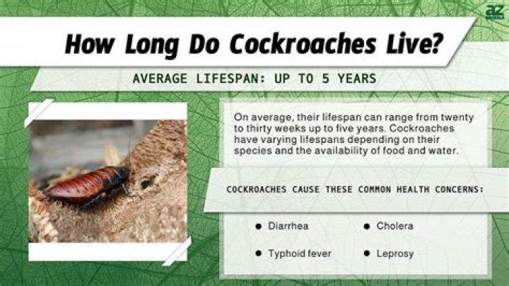 Do roaches live in vents?