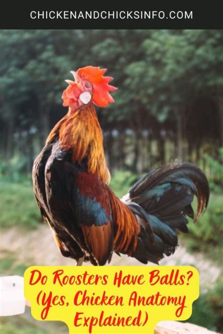 Do roosters have balls?