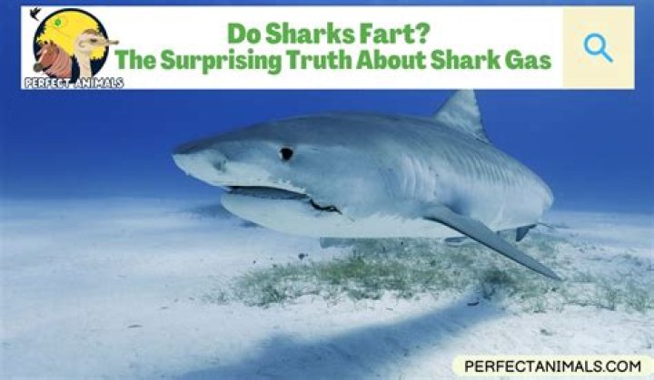 Do sharks fart?