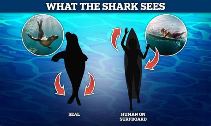 Do sharks see humans as seals?
