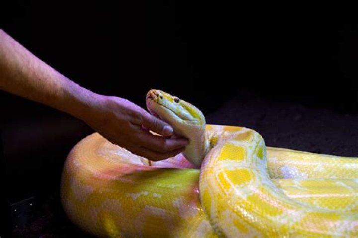 Do snakes feel pain when cut in half?