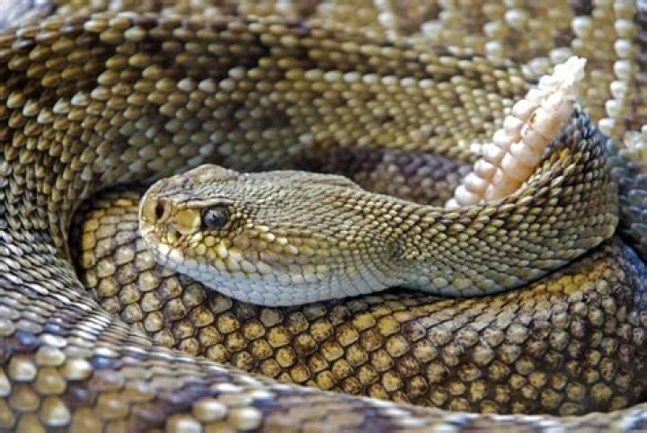 Do snakes get attached to their owners?
