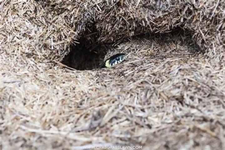 Do snakes make holes in your yard?