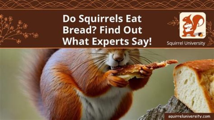 Do squirrels eat bread?